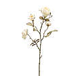 Růže se vzhledem sušeného květu, krémová 58 cm