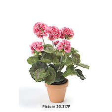 Pelargonie svazek dvojitá 35 cm růžová