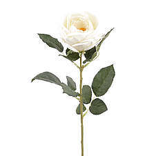 Růže carla 70 cm krémová