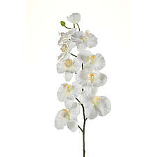Orchidej 9 květů 100 cm krémová