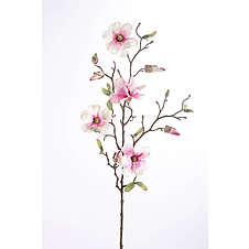 Magnolie divoká 75 cm růžová