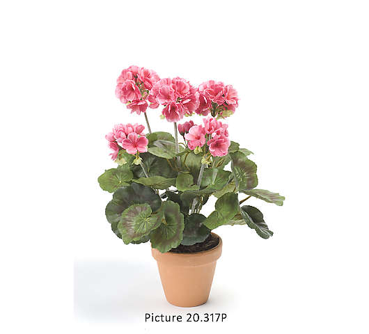 Pelargonie svazek dvojitá 35 cm růžová