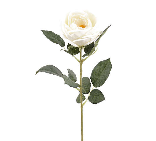 Růže carla 70 cm krémová