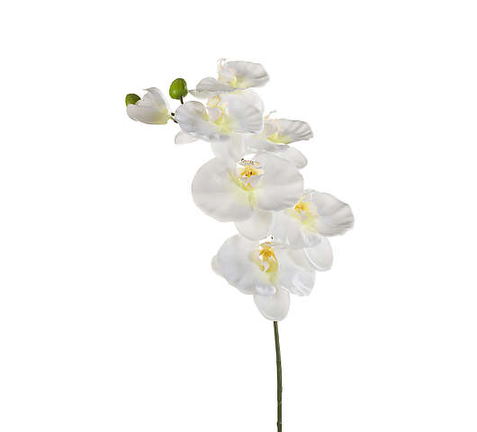 Orchidej 80 cm bílá