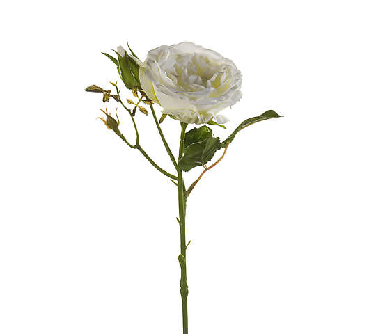 Růže Anne 37 cm krémová