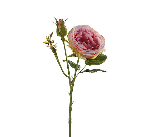 Růže Anne 37 cm sv. růžová