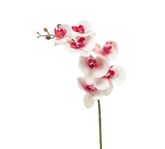 Orchidej 83 cm růžová/bílá