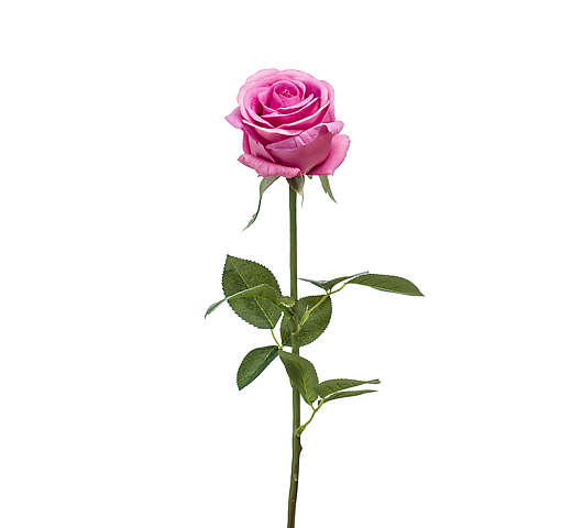 Růže ivy 70 cm teplá růžová