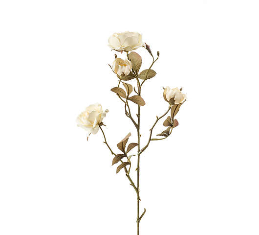 Růže se vzhledem sušeného květu, krémová 58 cm